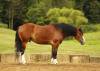 _91A1177-2 copy