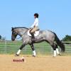 Sasquatch_HansenPerformanceHorsesWeb11