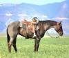1747143413-fieldhorse_photo_1623161784265