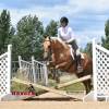 Minion_HansenPerformanceHorsesWeb13